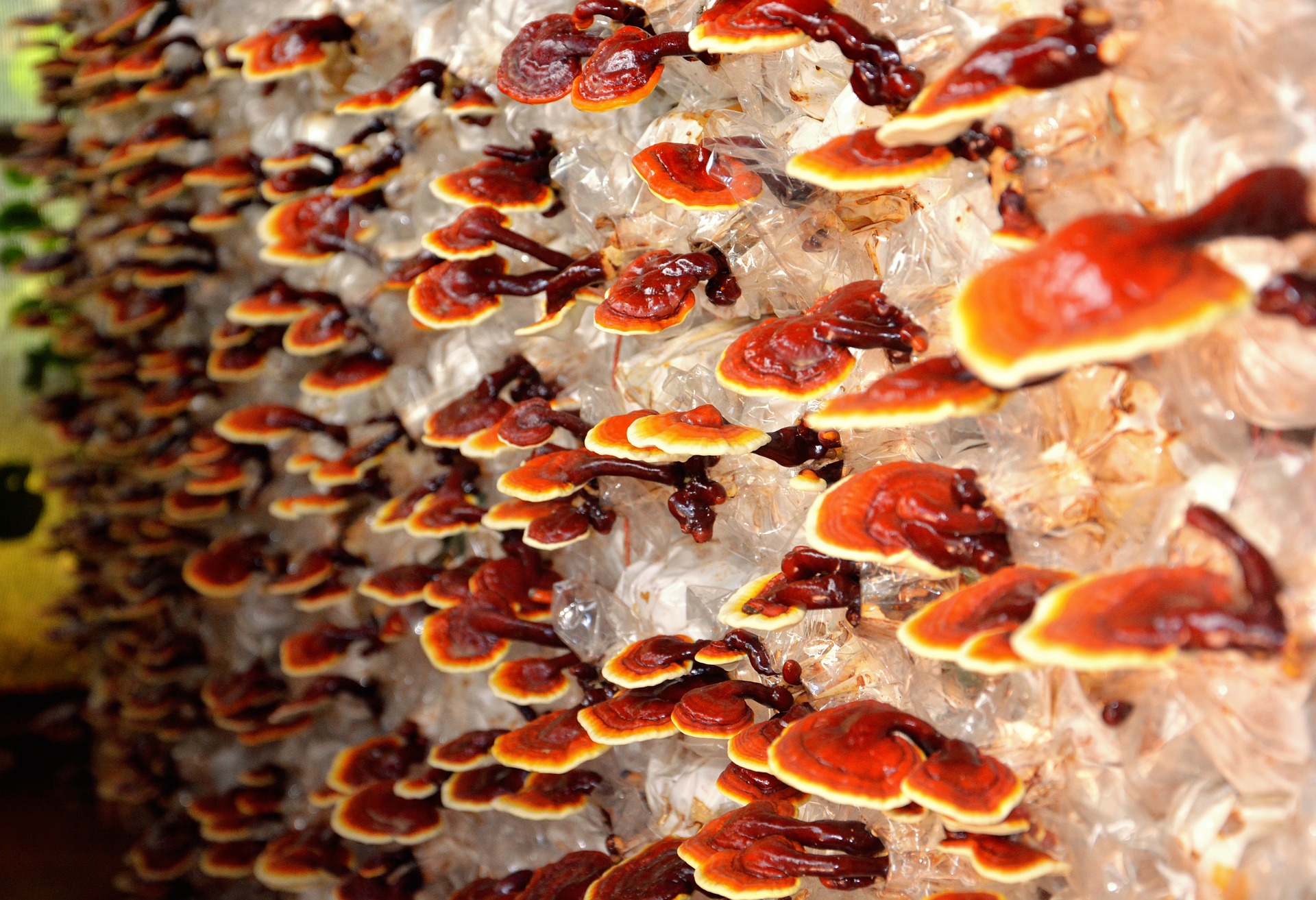 Reishi III